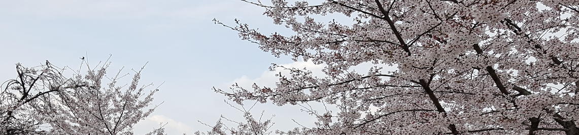 aaa